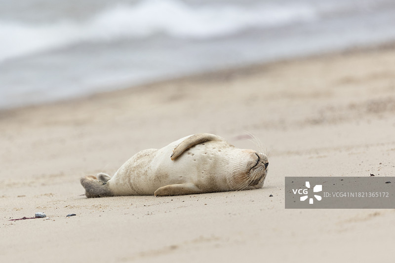 在海滩上睡觉的灰海豹幼崽图片素材