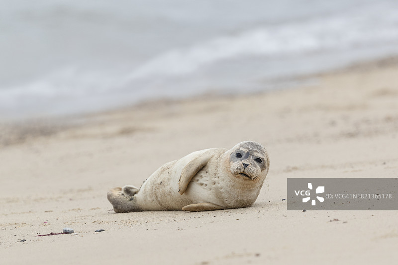 在海滩上休息的灰色海豹幼崽图片素材