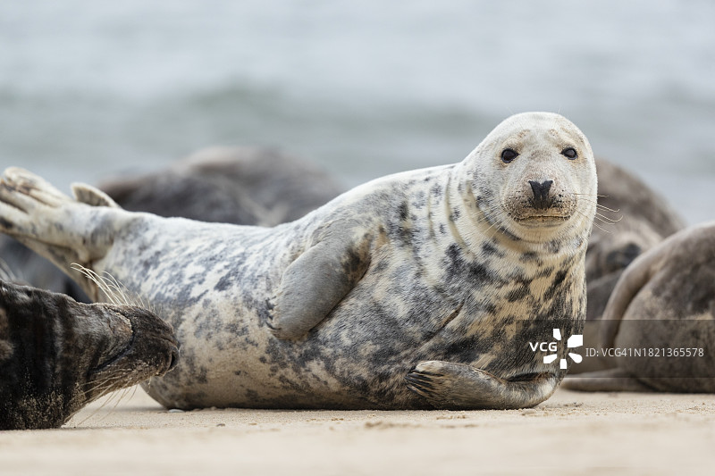 在海滩上休息的灰色海豹图片素材