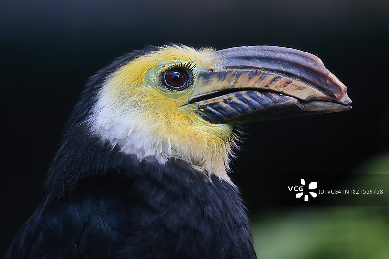 黄面犀鸟（成年），肖像，圈养，苏拉威西岛图片素材