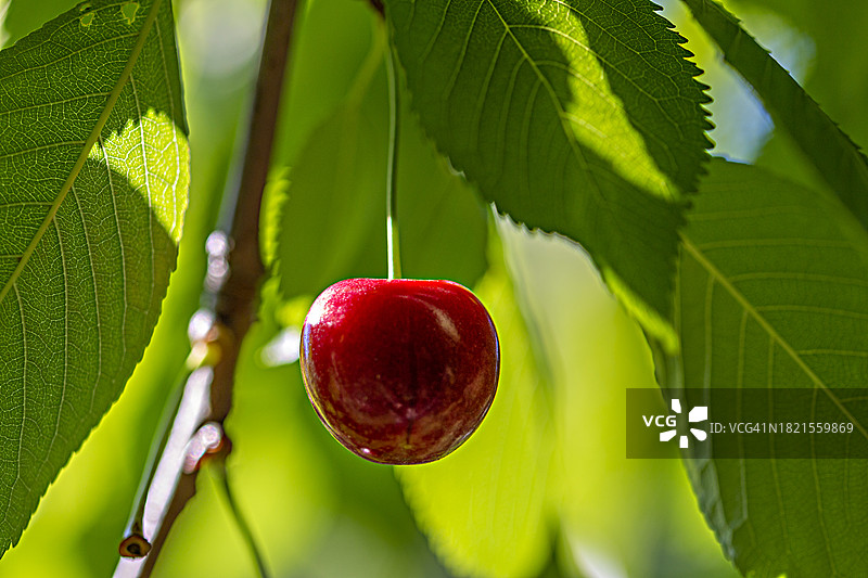 樱桃树上的单颗樱桃图片素材