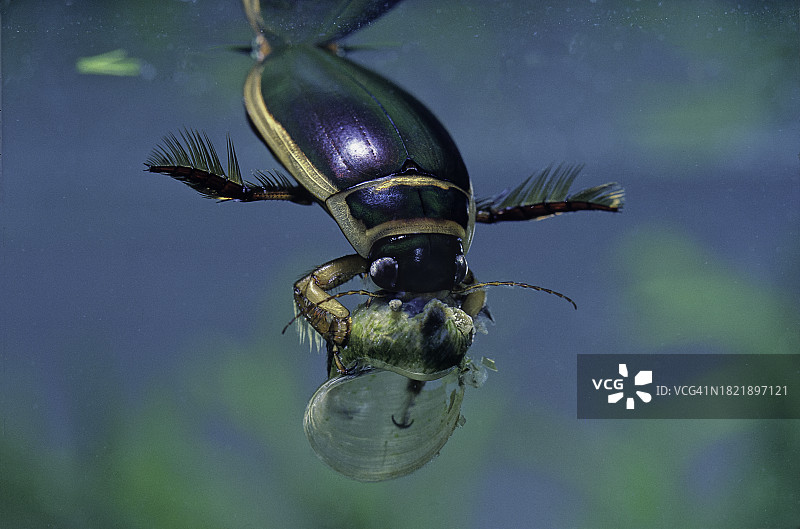 边缘龙虱（大潜水甲虫）- 吞噬石Limnea图片素材