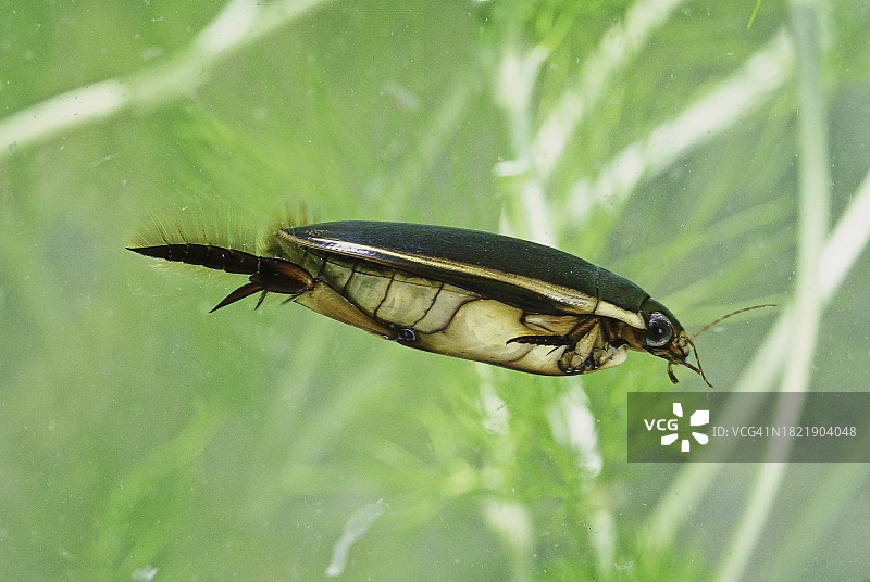 双齿金龟（潜水甲虫）- 游泳图片素材