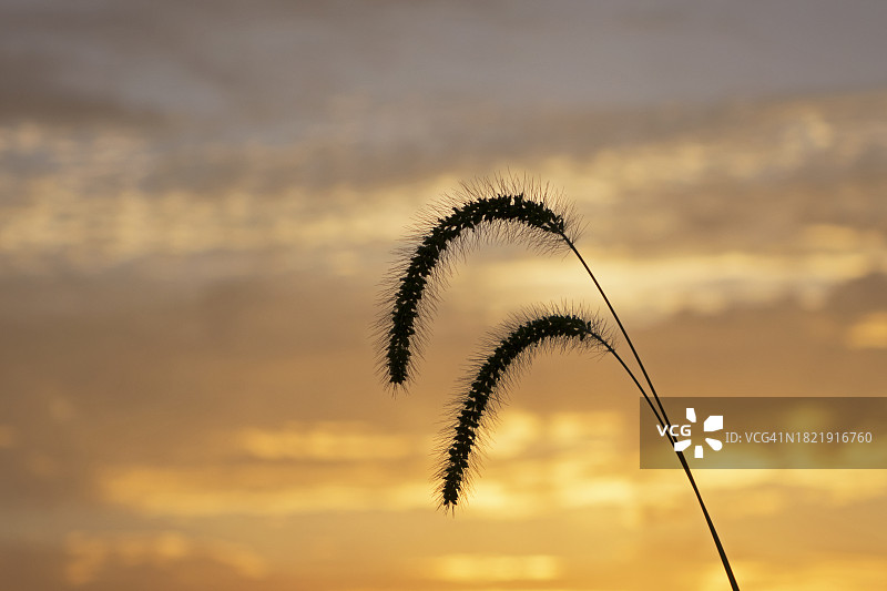 日落和狗尾草图片素材