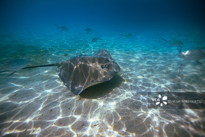 马尔代夫海洋生物：海滩上的黄貂鱼图片素材