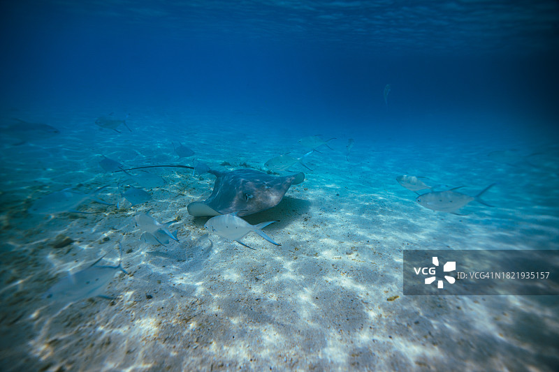 马尔代夫海洋生物：海滩上的黄貂鱼图片素材
