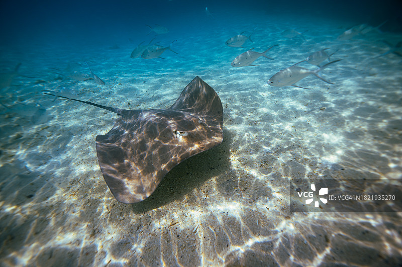 马尔代夫海洋生物：海滩上的黄貂鱼图片素材