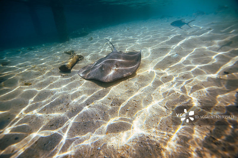 马尔代夫海洋生物：海滩上的黄貂鱼图片素材