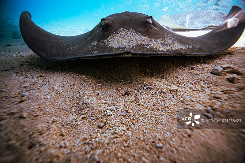 马尔代夫海洋生物：海滩上的黄貂鱼图片素材