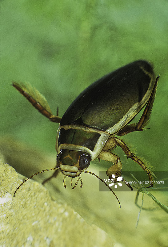 欧洲龙虱（大型潜水甲虫）图片素材