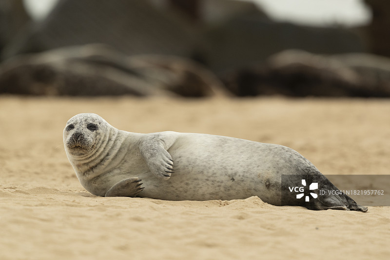 在海滩上休息的灰色海豹幼崽图片素材