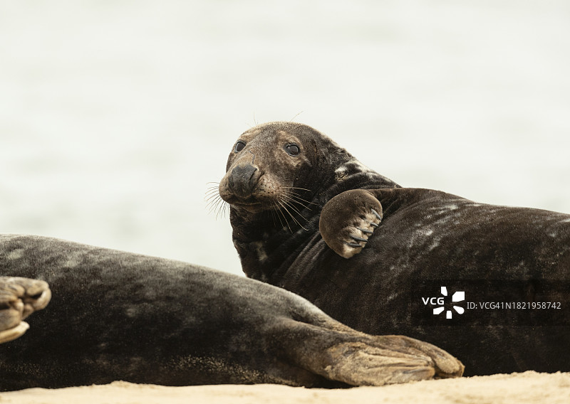 在海滩上休息的灰色海豹图片素材