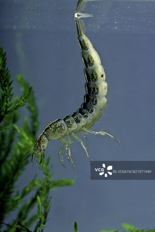 边缘龙虱（大型潜水甲虫）-幼虫图片素材