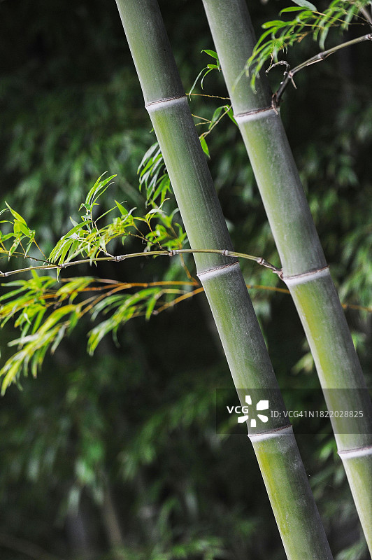 全罗南道潭阳郡竹绿苑主题公园图片素材