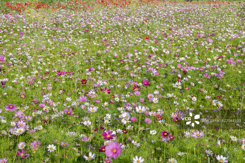 韩国西归浦市兄弟岛日出图片素材