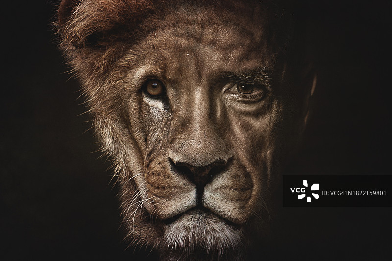 象征内在力量和勇气的男人与狮子面部融合肖像图片素材