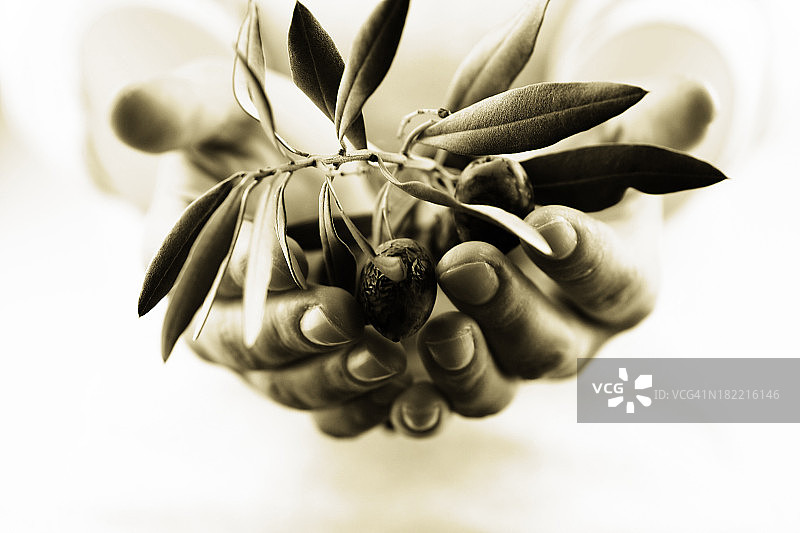 橄榄树枝图片素材