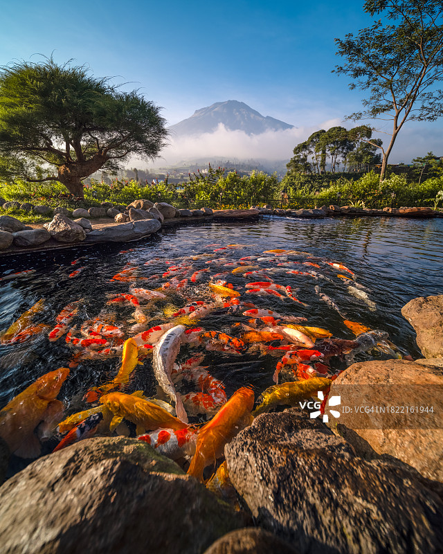 在有山景的湖中游泳的锦鲤鱼群，印度尼西亚图片素材