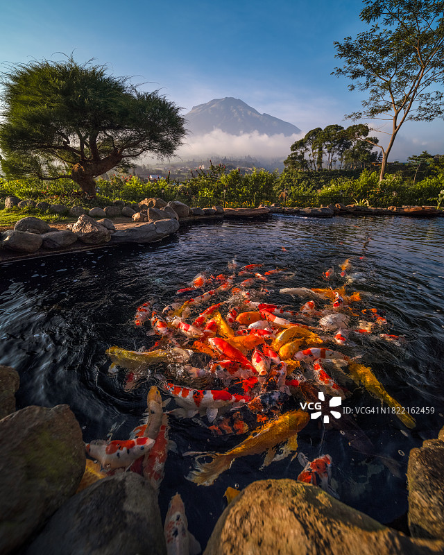 在有山景的湖中游泳的锦鲤鱼群，印度尼西亚图片素材