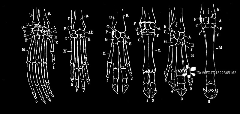 哺乳动物肢体骨骼复古雕刻插图（猩猩、狗、猪、貘、牛、马）图片素材