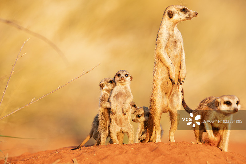 南非卡拉哈里沙漠的狐獴图片素材