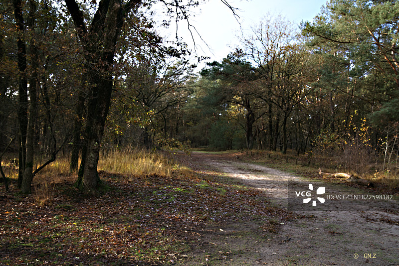 森林中的秋日阳光图片素材