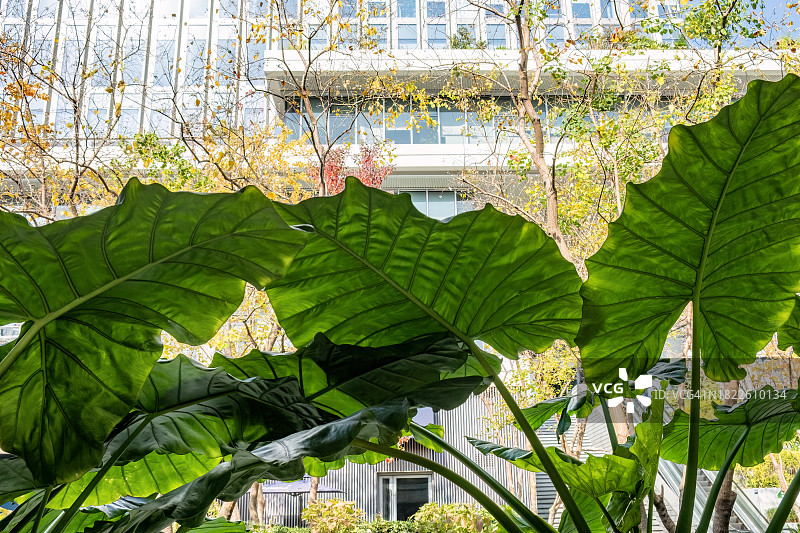 现代建筑前的观赏植物 Alocasia 叶子图片素材