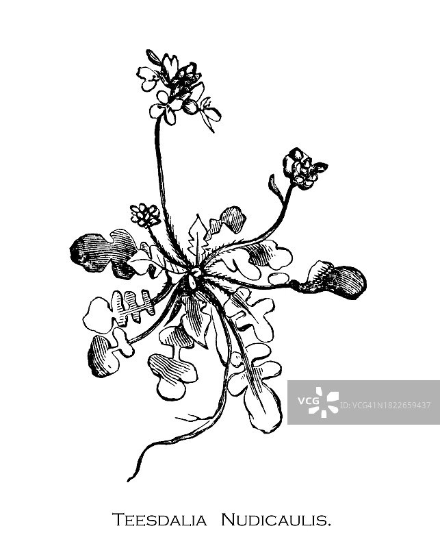 植物学，荠苨古老雕刻插图图片素材