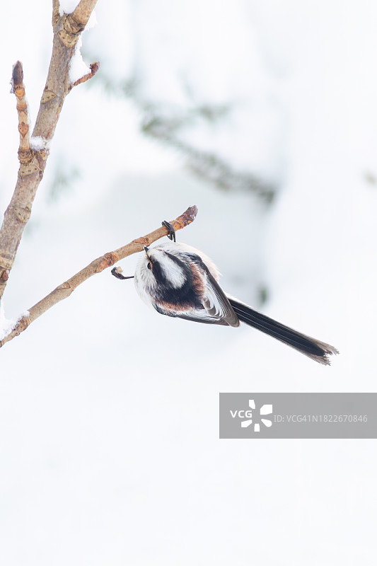 冬季栖息在树枝上的山雀特写图片素材