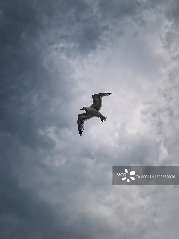 仰视飞翔的海鸥，背景是多云的天空图片素材