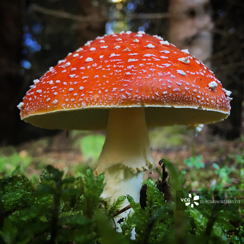 田间黑木耳蝇蝇特写图片素材