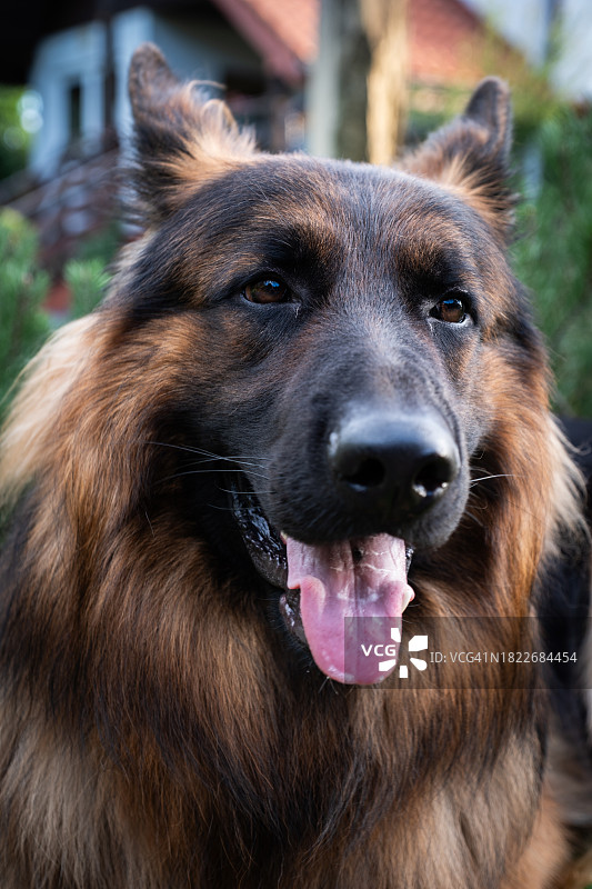 德国牧羊犬特写图片素材