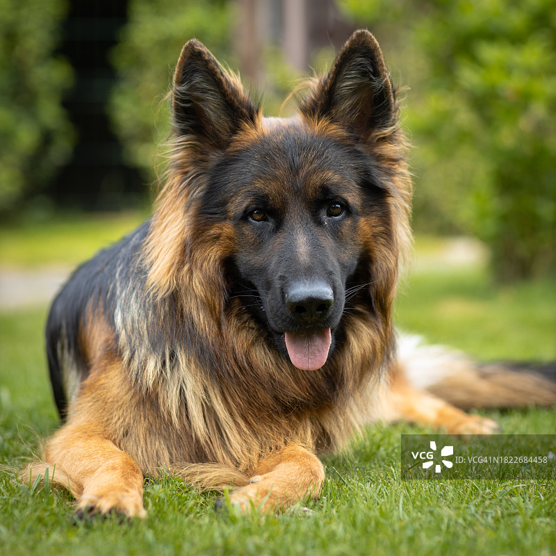 坐在草地上的德国牧羊犬肖像图片素材