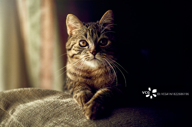 在西班牙塞维利亚家中沙发上坐着的猫特写图片素材