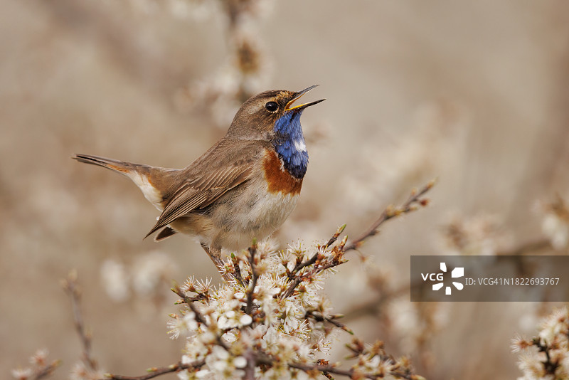 蓝喉鸟栖息在树枝上特写图片素材