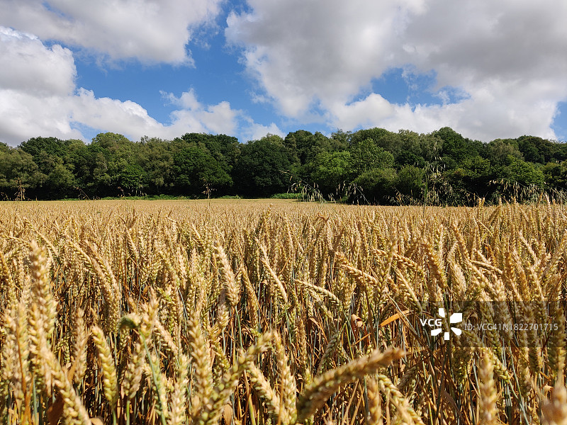 英国威尔特郡田野风光图片素材