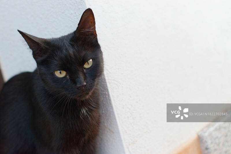 意大利撒丁岛的黑猫特写肖像图片素材