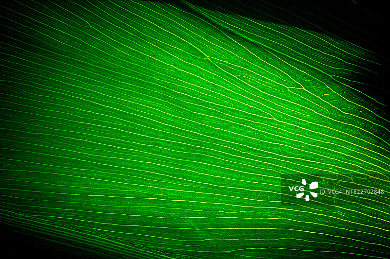 绿色抽象背景特写，美国加利福尼亚州塔斯廷图片素材