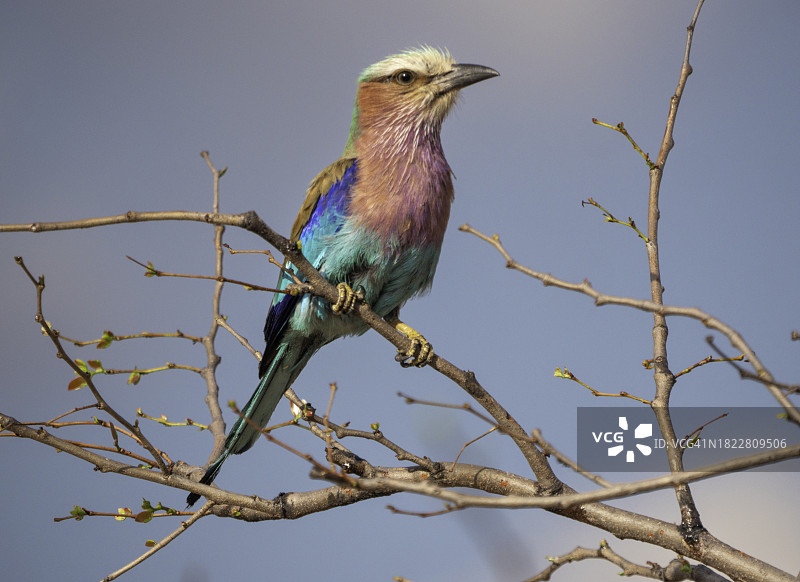 栖息在树枝上休息的紫胸佛法僧图片素材