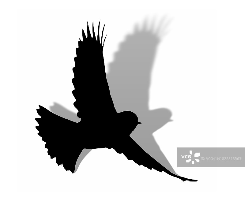 鸟的轮廓在白色背景上张开翅膀飞翔的矢量插画图片素材