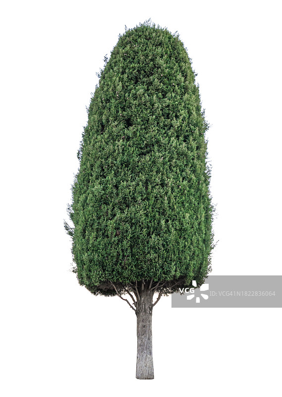 白色背景上的绿树图片素材