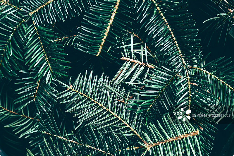 松针特写：冬季节日庆典背景模板图片素材