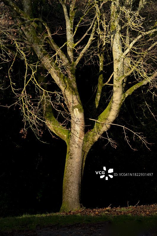 树上的傍晚阳光图片素材