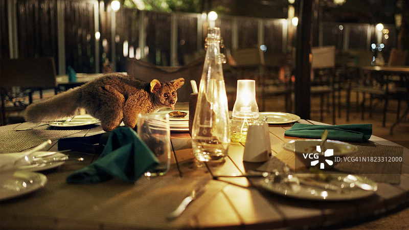 婴猴在野生动物保护区餐厅的桌子上觅食图片素材