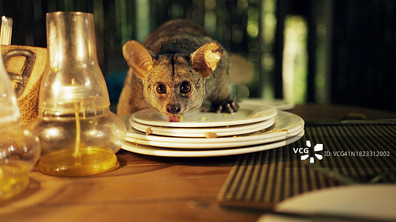 丛林婴猴在野生动物保护区的餐桌上吃东西图片素材