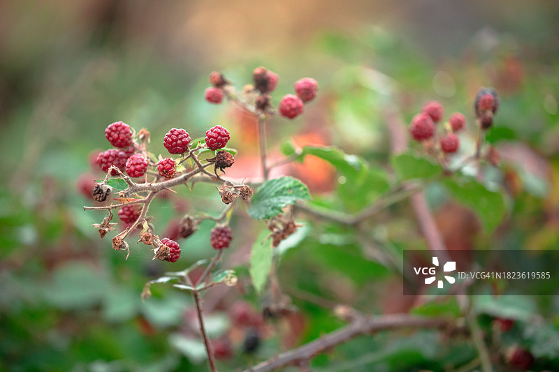 秋天的野生黑莓果实图片素材
