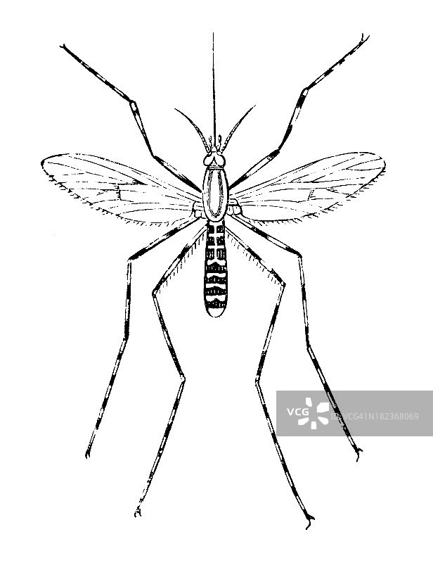 蚊子：古董动物插图图片素材
