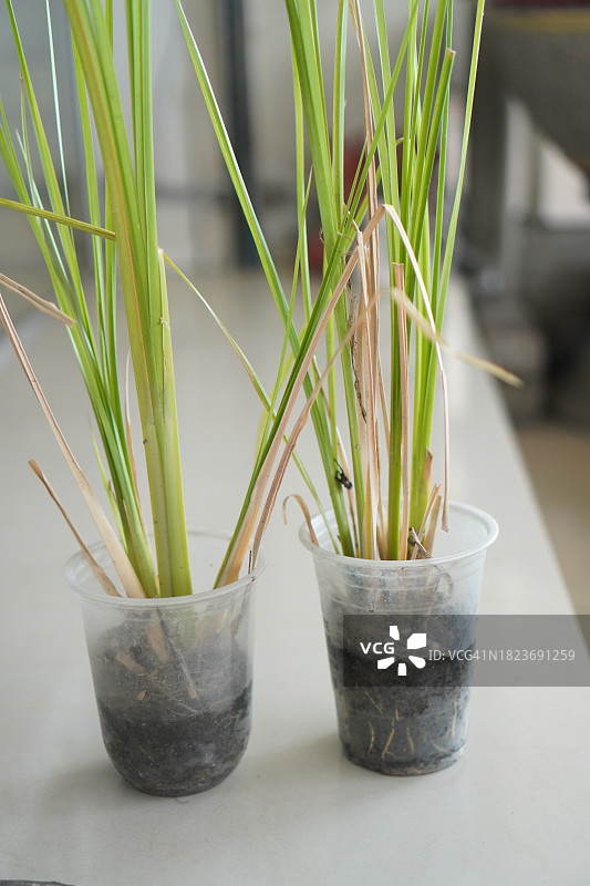 塑料杯里的柠檬草根图片素材