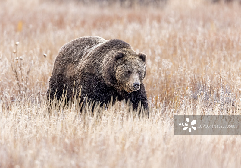 漫步丛林图片素材