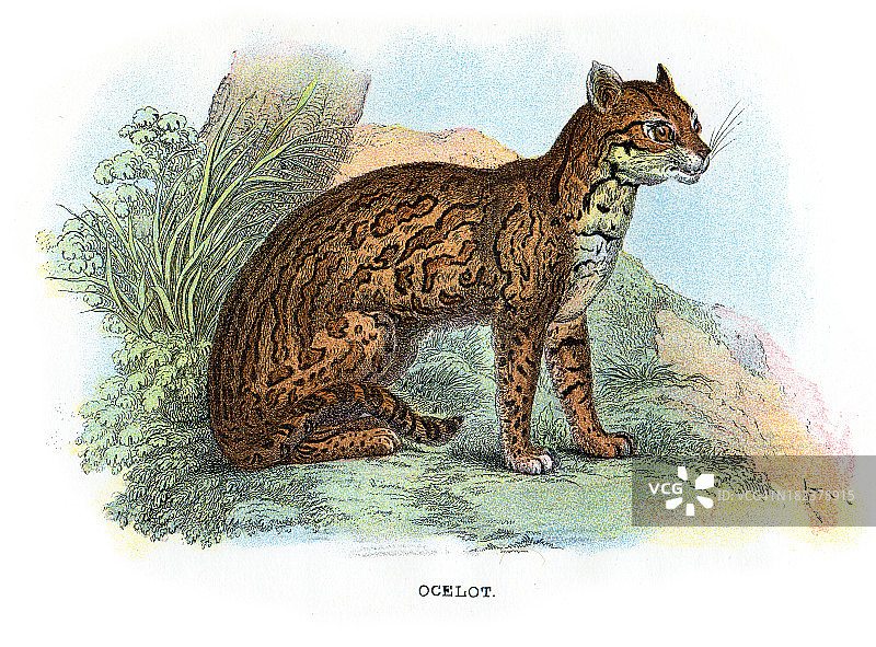 美洲豹猫图片素材